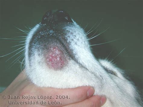 Dermatología Clínica Veterinaria