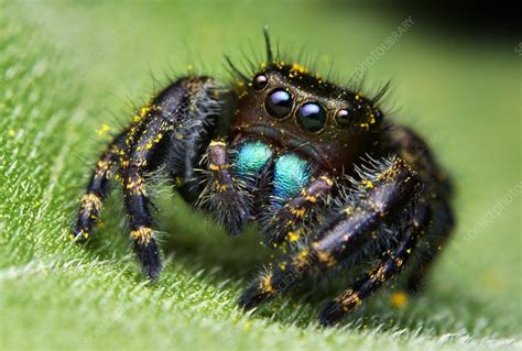Daring Jumping Spider Stock Image C0111489 Science Photo Library