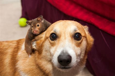 Every Now And Then My Hamster Rides My Corgi He Doesnt Know What To