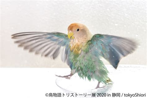 外見は仕事に影響しますから、大切ですよね。 一度試したら、やめることはできませんよ。 ニコラ・ルブラン さん (44) パリ在住 / ジャーナリスト. 「鳥物語トリストーリー展2020」静岡で開催! 鳥たちの"一瞬の ...