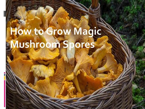 How To Grow Magic Mushroom Spores By Planet Mushrooms Issuu