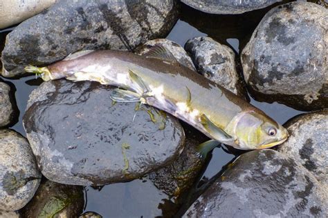 Pink Salmon In Ireland Pink Invaders Off The Scale Magazine