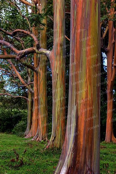 100pcs Rare Rainbow Eucalyptus Deglupta Bonsaishowy Tropical Tree