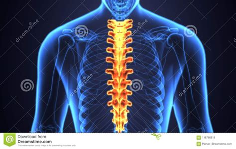 These sections total 33 vertebrae which function together to aid locomotion and posture as well as providing support and protection. 3d Illustration Of Skeleton Spinal Bone Anatomy Stock Illustration - Illustration of back, human ...