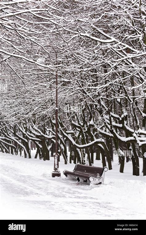 Winter Park With Benches And Trees Covered With Snow Stock Photo Alamy