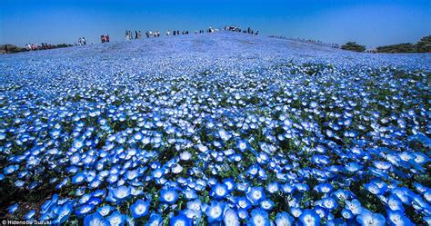 Japans Hitachi Seaside Park Pictured In Stunning Photos During April