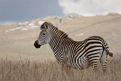 I Spy Animals The Half And Half Zebra