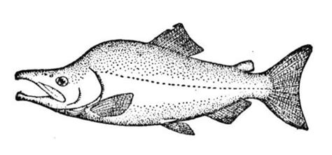 Salmon in the sea coloring page. 301 Moved Permanently