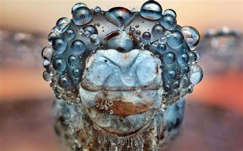 Dew Soaked Bugs Ondrej Pakans Photos Of Insects Covered In Drops Of
