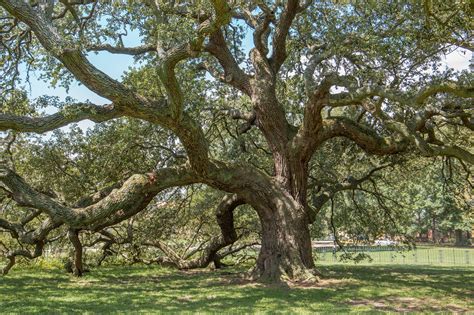 Southern Live Oak Medium Tree Seedling