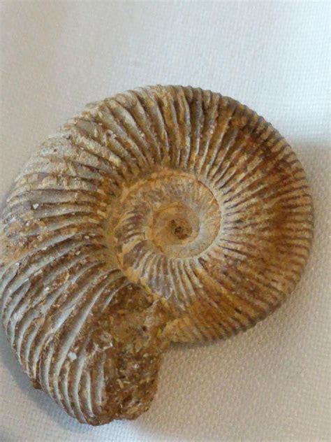 i-recently-bought-this-ammonite-cast-fossil,-and-i-noticed-that-it-has-some-grey-patches-you