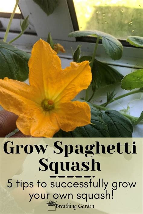 5 Easy Tips For How To Grow Spaghetti Squash From Seed Breathing