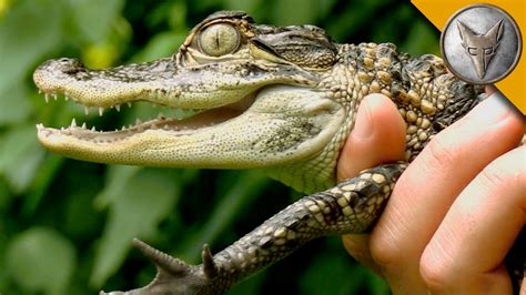 Danger Of Baby Alligators As Pets Youtube