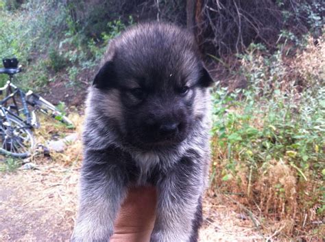 Img1547 Colorado Wolf Hybrid Pups