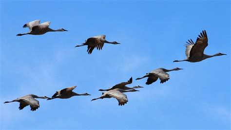 World Migratory Bird Day 2021 Sing Fly Soar Like A Bird