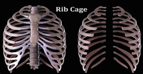 (anatomy) a part of the skeleton within the thoracic area consisting of ribs, sternum and thoracic vertebrae. Rib Cage - Assignment Point