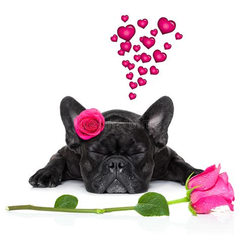 Valentines Love Sick Dog Stock Photo Image Of Cupid 64519484