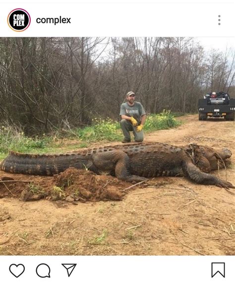 A 700 Pound Alligator Rabsoluteunits
