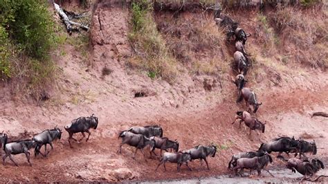 The Great Wildebeest Crossing Mara River Aug 2019 Youtube