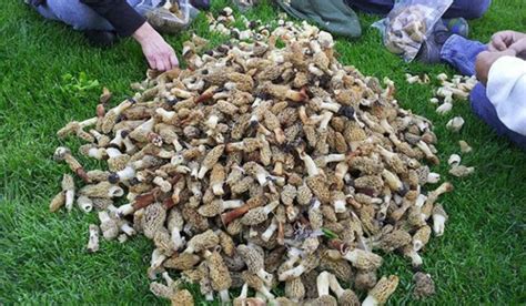 How To Make Money Off Of The Morel Mushrooms You Found