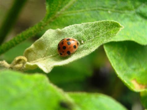 Free Images Flower Orange Green Insect Black Fauna Ladybird