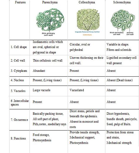 Complex Permanent Tissues In Plants Structure Types And Functions Images