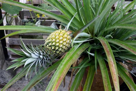 Ananaspflanze Pflege Düngen Gießen Umtopfen And Vieles Mehr
