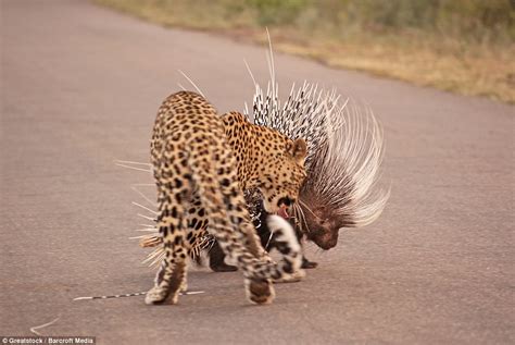 Spot The Prickly Reception Porcupines Quills Prove More Than A Match