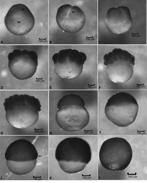 Here we experimentally enlarged blastomeres to zygote size by enucleation and fusion with blastomeres that were in developmental synchrony with the recipient. Embryonic development stages of Leiarius marmoratus ...