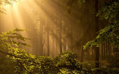Wallpaper Forest Trees Sun Rays Fog 1920x1200 Hd Picture Image