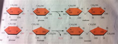 Natural Selection Of Knowledge Macromolecules Carbohydrates