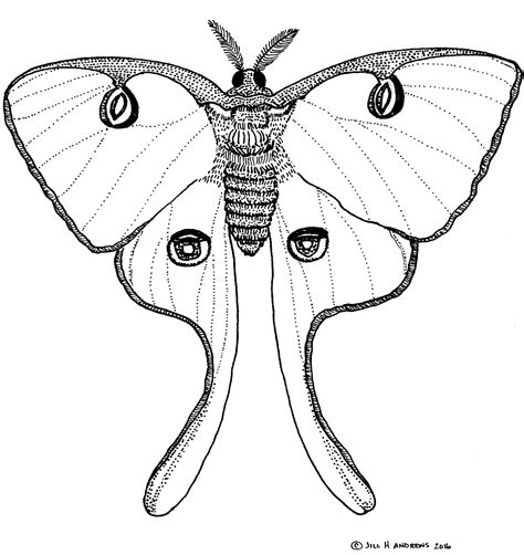Free Luna Moth Coloring Pages Sketch Coloring Page