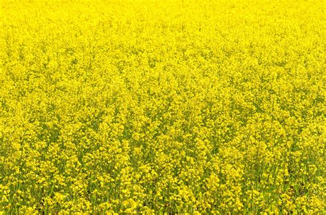 Canola Wallpapers Earth Hq Canola Pictures 4k Wallpapers 2019