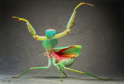 Testclod La Mante Religieuse Wild Life A Bugs Life Mantis Religiosa