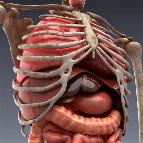 Image Showing Internal Organs In The Back Realistic Human Body Model