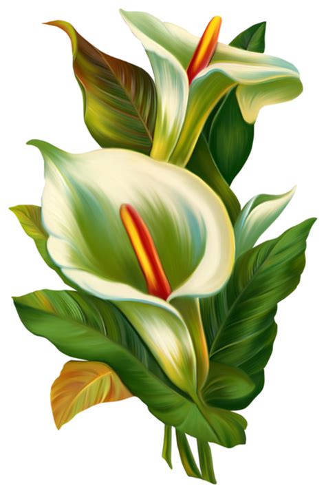 Calla Lily Flower Png Cordelizado