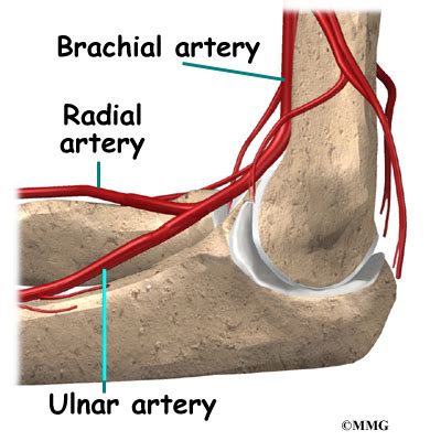 Elbow Anatomy - eOrthopod.com