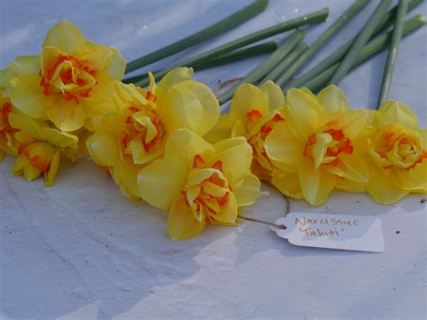 In Bloom ‘tahiti Daffodils Daffodils Bloom Flower Farm