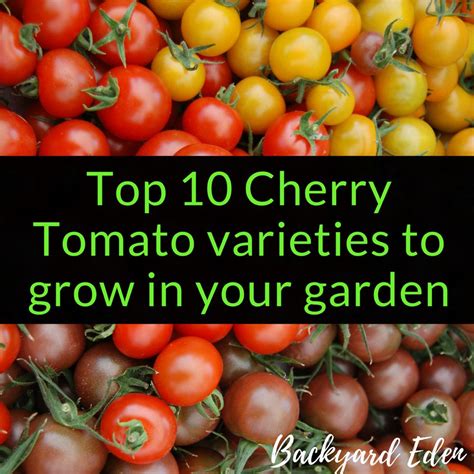 Top 10 Cherry Tomato Varieties To Grow In Your Garden Backyard Eden
