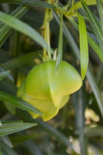 Green Oleander Fruit Stock Photo Download Image Now Branch Plant