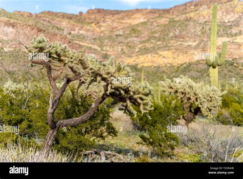 Beautiful Chain Fruit Cholla Cactus In The Sonoran Desert Of Arizona In
