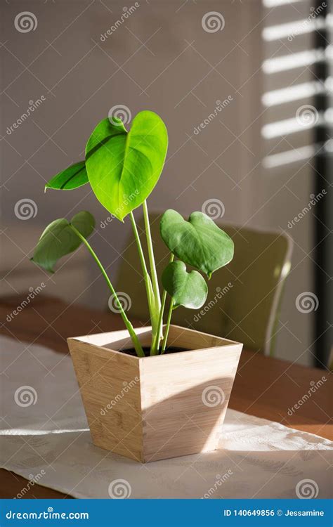 Monstera Baby Plant In A Pot Stock Photo Image Of Wall Leaves