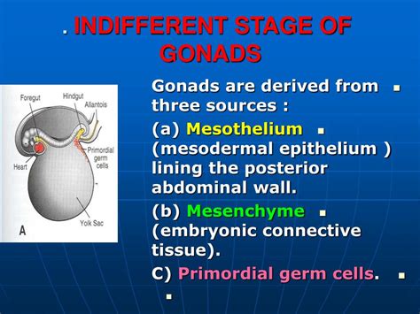 Ppt Genital System Powerpoint Presentation Free Download Id6525714