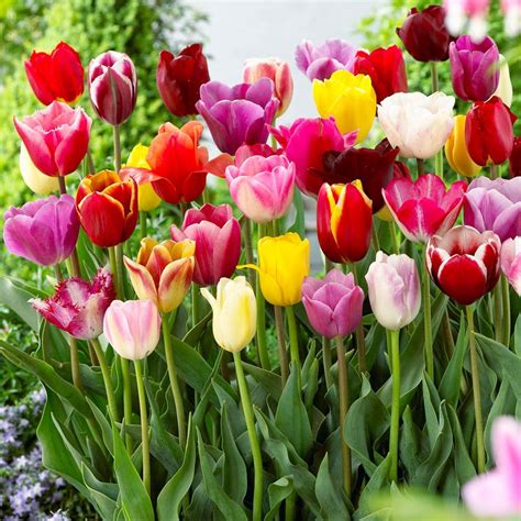 Sekuntum bunga dapat menjadi kebunku. Jual Benih Bibit Biji Bunga Tulip Warna Warna (Mixed) di ...