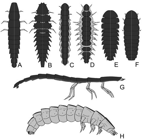 A Comprehensive Review And Call For Studies On Firefly Larvae Peerj