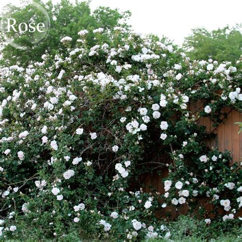 Us 072 Heirloom Single Petalled White Climbing Rose Flower 50