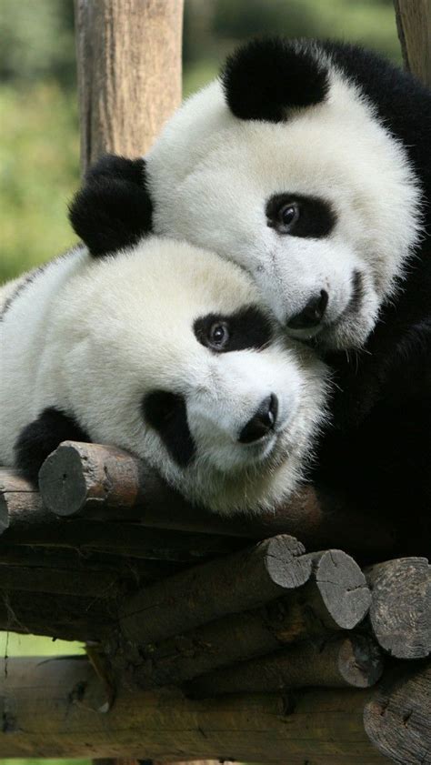 Panda Cuddle Hd Iphone Wallpapers Fluffy Animals Cute Animals