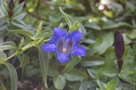 Crested Gentian Flower Image