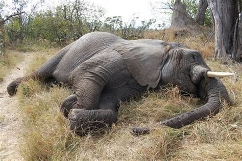 Centenas De Elefantes Foram Encontrados Mortos Em Botsuana Jornal De