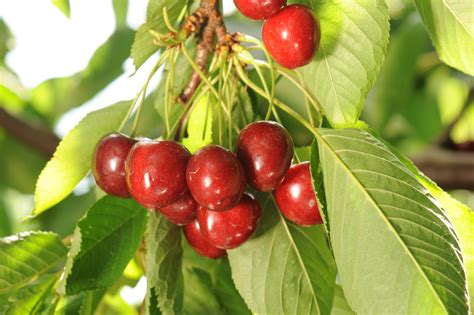 The Different Types Of Cherries And Their Benefits Doughbies